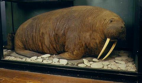 walrus[1].JPG